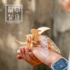 可動昆蟲｜小型獨角仙（BT-01）
